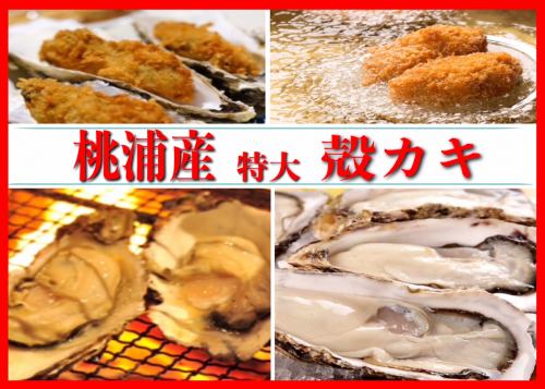 [Extra-large Shell Oysters from Momonoura]