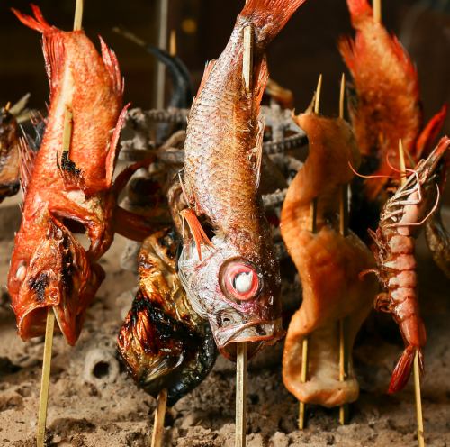 魚界のシャトーブリアン!
