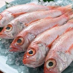 Nodoguro (grilled with salt/boiled)