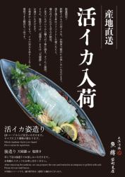 直接從源頭進貨!活魷魚