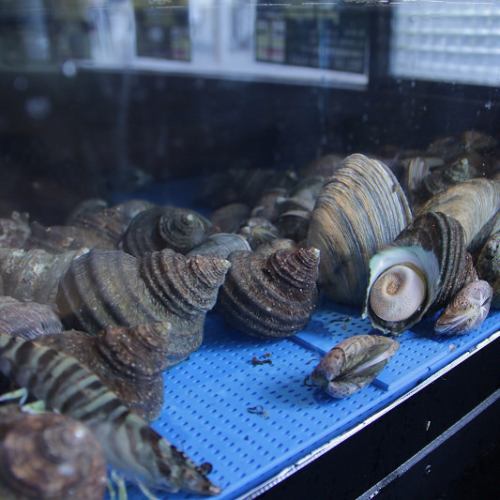 With beach grilling of live shells kept fresh in the aquarium in the shop!
