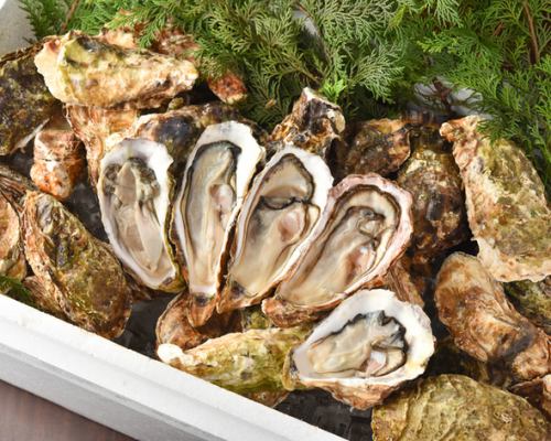 True oysters or rock oysters!