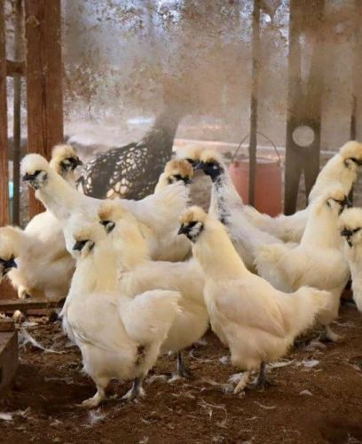 오이타 왕관 토종 닭