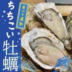 宮城特産特大「ちちこい牡蠣」