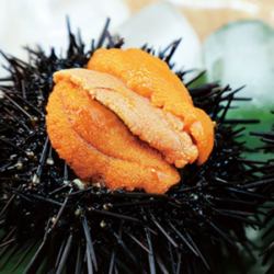 贵族鲜海胆零食