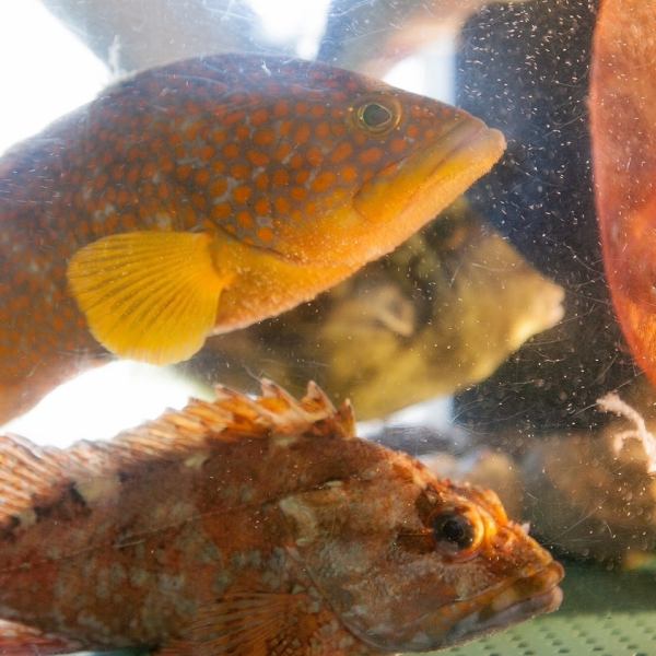 毎朝市場より仕入れた鮮魚が自慢