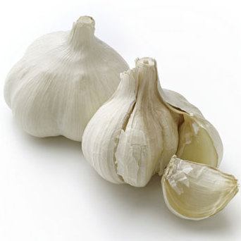 Fresh vegetables! Garlic of pride