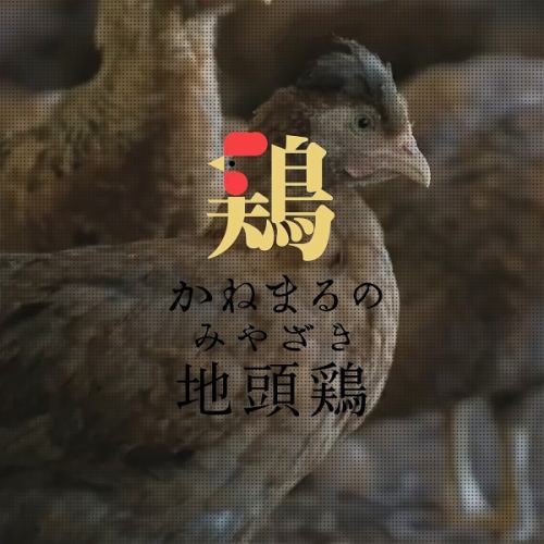 宮崎県都城産の”金丸鶏”