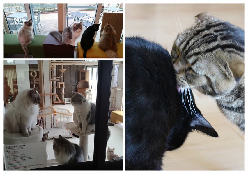 You can enjoy the relaxing cafe while looking at the cats through the big glass ☆ [Sakai Kitanoda Cafe Cat Cafe Sofa Light Meal Coffee Tea Lunch Sweets] * Please make a reservation for the cat room directly by phone.