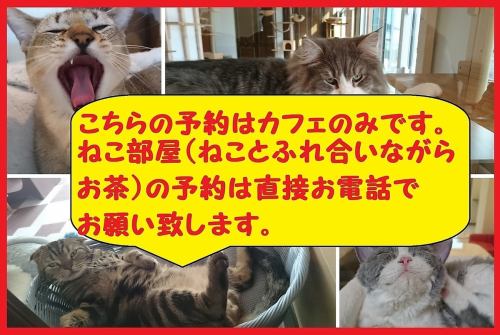 ねこ部屋の予約は直接電話でお願い致します。