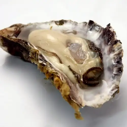Winner of the highest gold prize at the All-Japan Oyster-1 Grand Prix 2025.