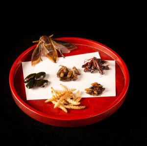 6種の昆虫食べ比べセット〈初級〉〈上級〉〈超上級〉