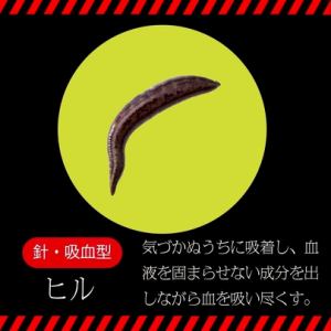 ●針・吸血型●ヒル/サボテン
