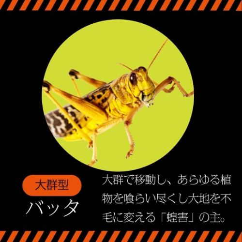 ●Large swarm type● Grasshoppers
