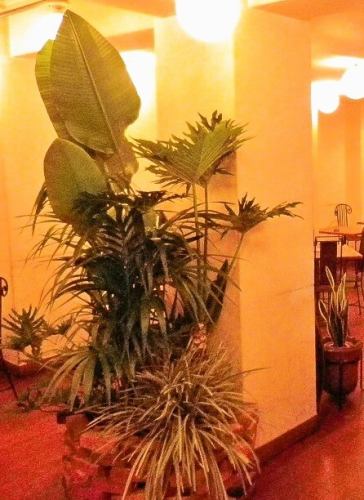 【植物に癒される店内】