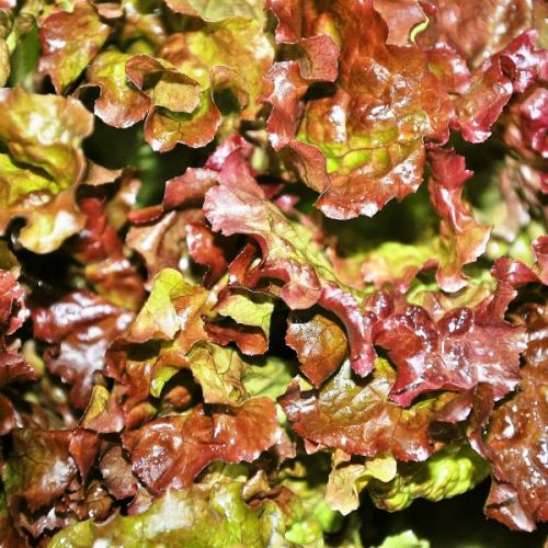 Lettuce / Korean perilla leaves
