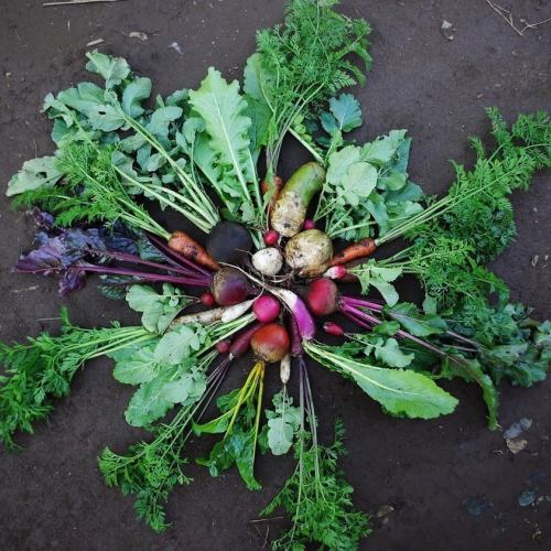 朝収穫のオーガニック野菜
