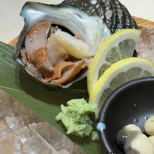 Fresh turban shells are now in stock!