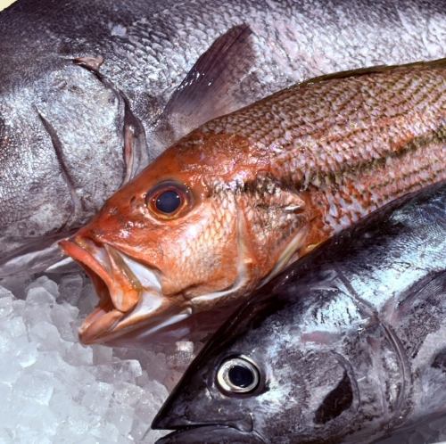 目利き職人の厳選鮮魚！「本日の天然魚」