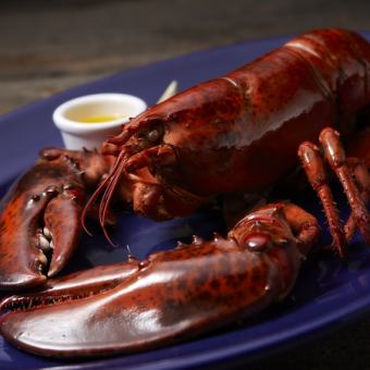 Live Lobster (Regular)