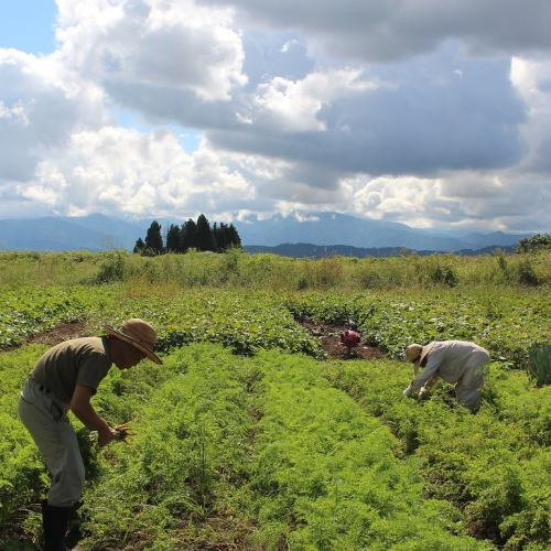 Fresh vegetables are sent directly from affiliated farmers in Nagaoka City!