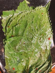 Sesame leaves pickled in soy sauce