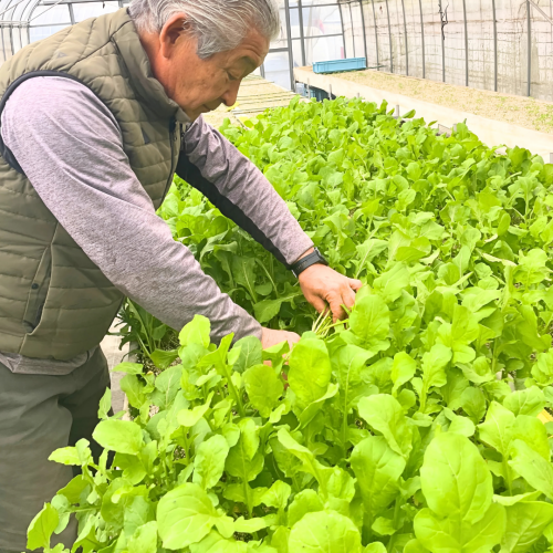 【自家農園採れたて野菜】