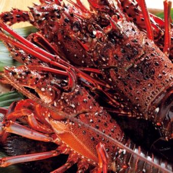 Enjoy live lobster from Susaki! 11 dishes 4,000 yen (tax included) / Luxury all-you-can-drink course 5,000 yen (tax included)