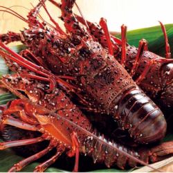 ★Live spiny lobster sashimi