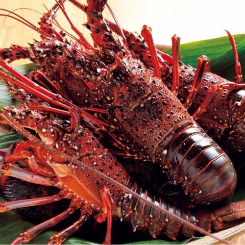 ★Live spiny lobster sashimi