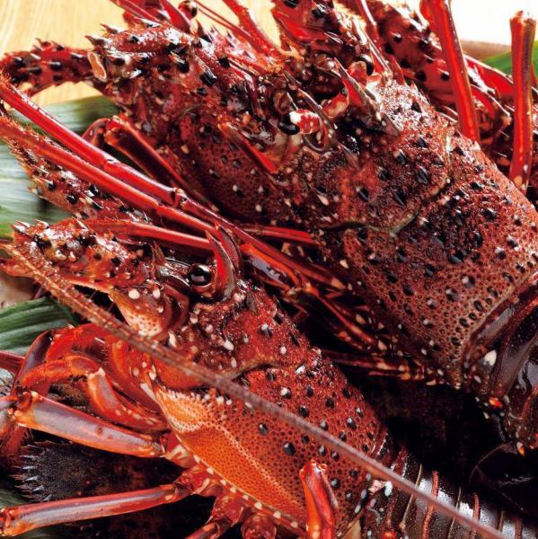 Spiny lobster sashimi