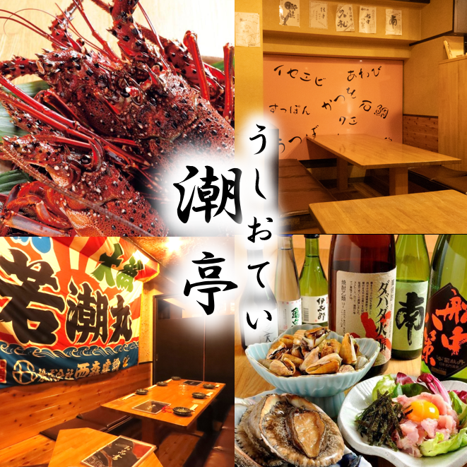 스사키산 활 이세 새우, 1개 낚시!