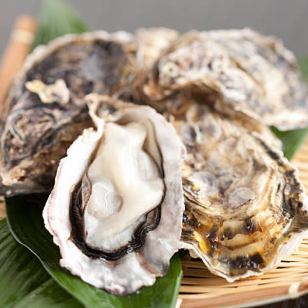 [All-you-can-eat oysters] Enjoy all-you-can-eat freshly caught oysters to fill your stomach!