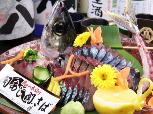 Direct delivery!! Sugatazukuri of Seki horse mackerel