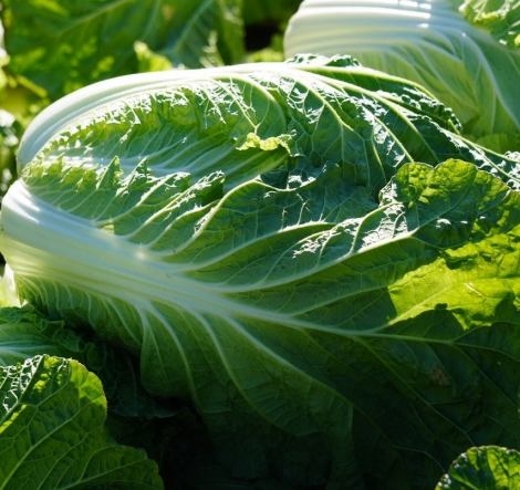 取れたてのブランド白菜を皆さんへお届け