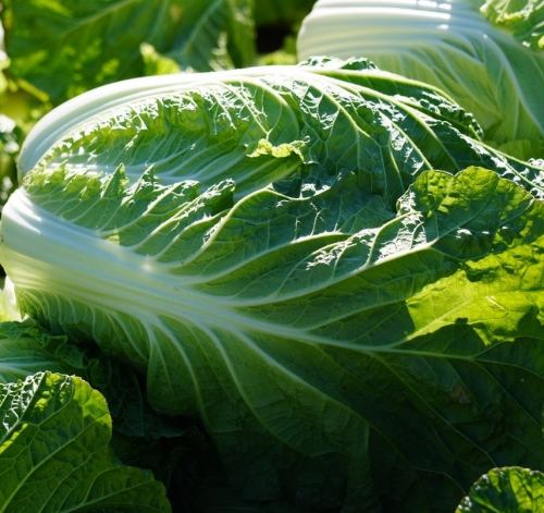 取れたてのブランド白菜を皆さんへお届け