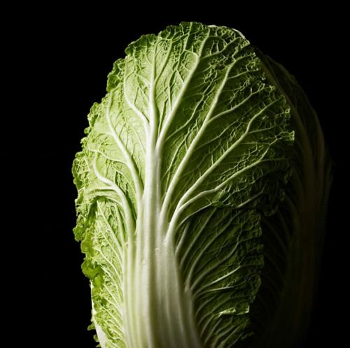 ブランド白菜「黄芯白菜 極」使用