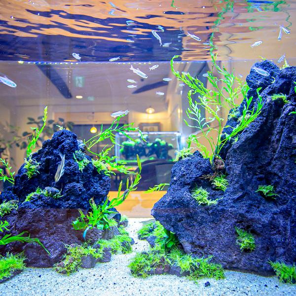 [Relax to the fish swimming slowly ...] We have two aquariums in our shop. You can spend a relaxing time while enjoying pasta and cakes.