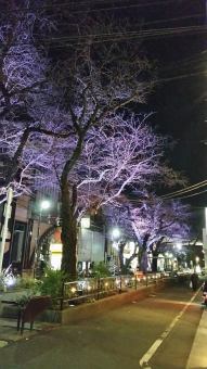 桜のシーズンはどのお席からも桜がお楽しみ頂けます。