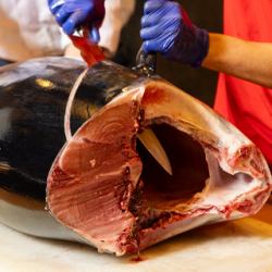 1月19日（星期一）19:15～【生金枪鱼切割秀】厨师熟练地切割一条巨大的金枪鱼！