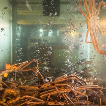 【예약 필요 11 월 7 일 ~ 3 월 말 · 시가】 게 찌기 · 구운 게 반반 (에치젠 게 1 잔 = 900g) ※ 취소 규정 있음