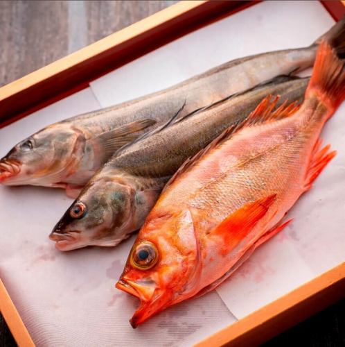 Fish from the Goto Islands, Nagasaki