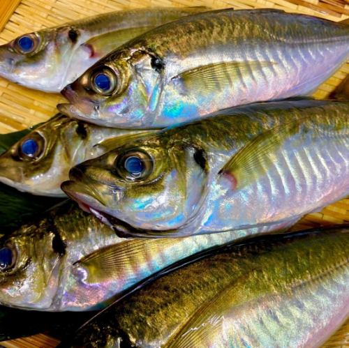 わび茶名物！釣り金アジ