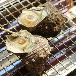 來自三重縣的海螺（頭狀貝殼）