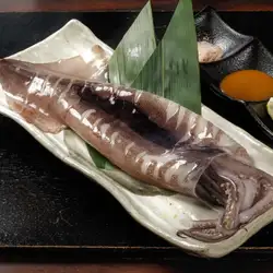 來自青森縣的美味烤全魷魚！
