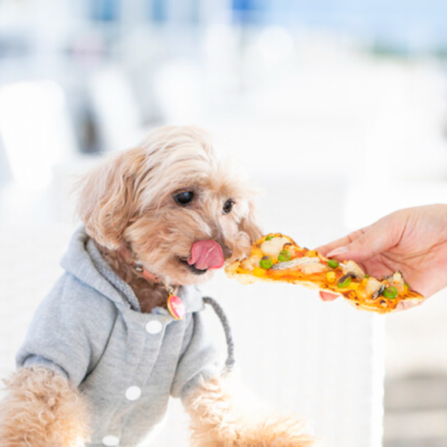 Very popular with dogs! There is also a dog terrace and special pizza ★