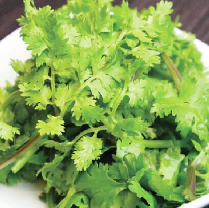 コリアンダー(パクチー)