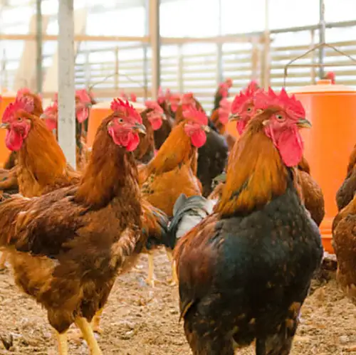 Kumamoto free-range chicken delivered directly from contracted farmers