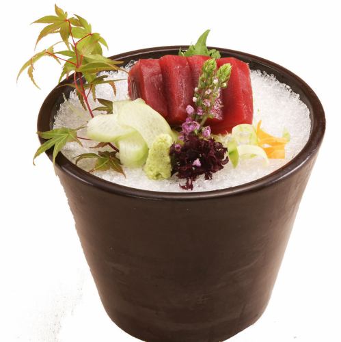 平あじ/鯛薄造り/旬のいか/鮪赤身
