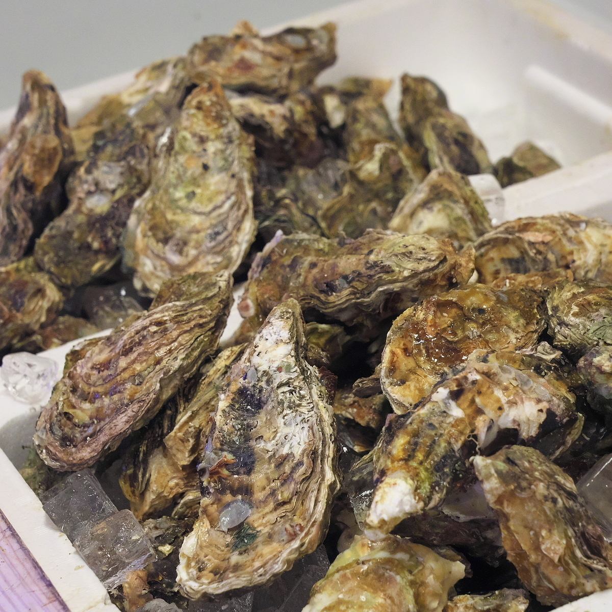 福井の駅前に牡蠣食べ放題の牡蠣小屋かきくけこが登場！焼きと蒸しが選べる！